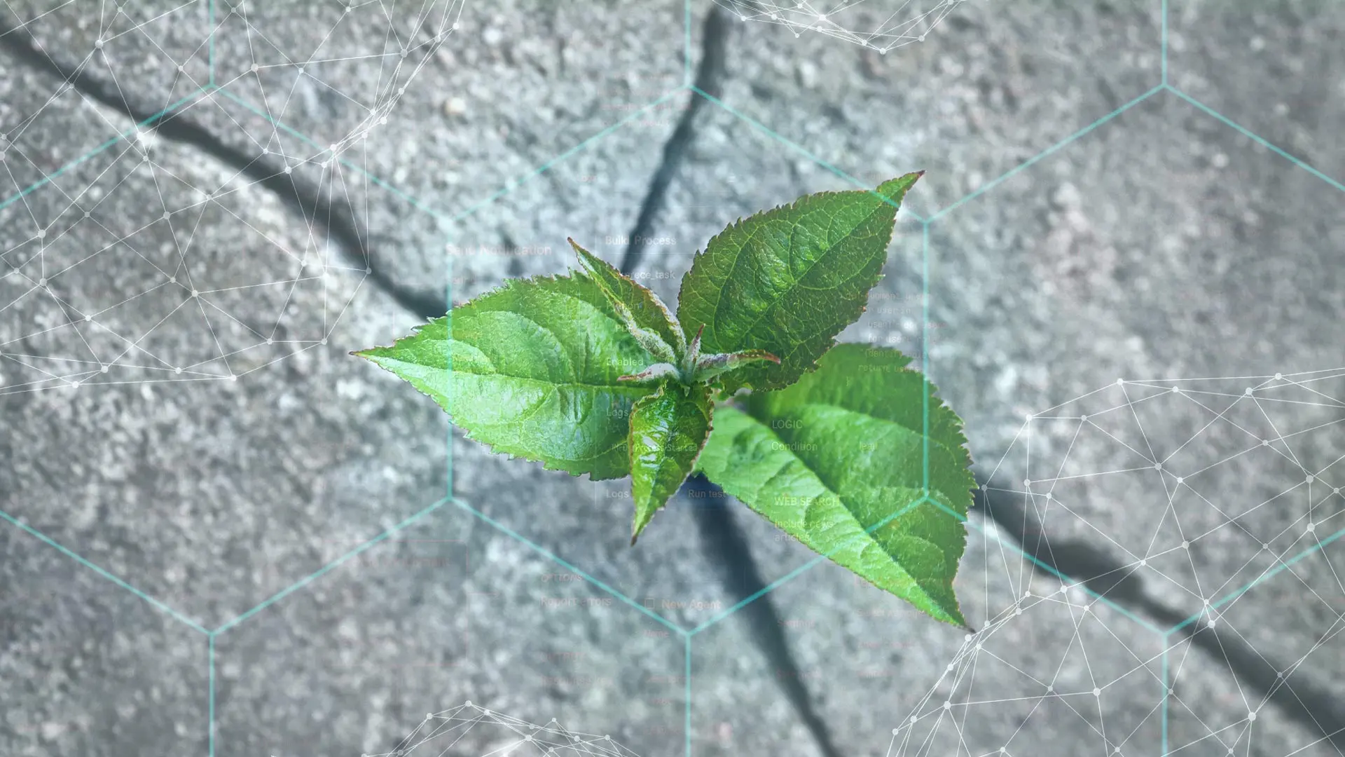 pianta resiliente che cresce tra le crepe del cemento